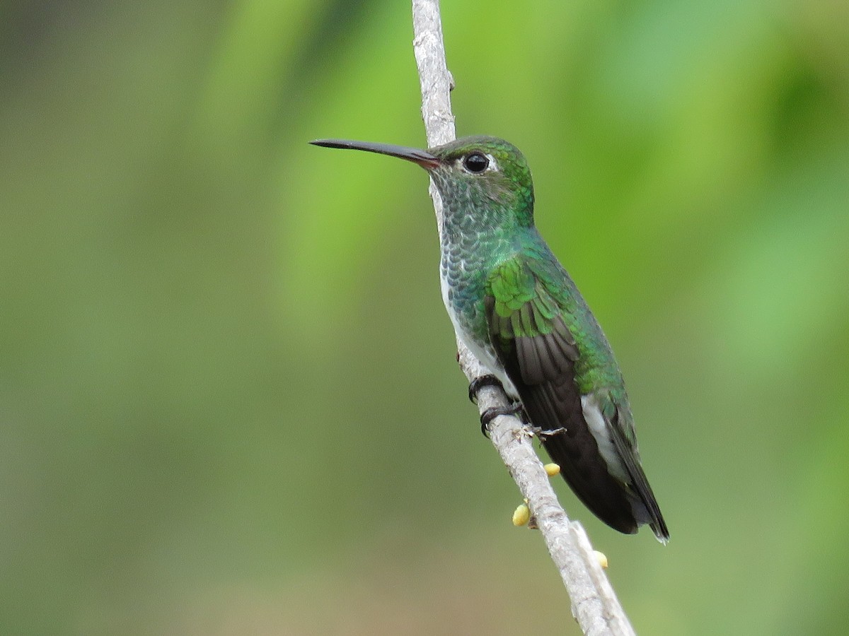 Glittering-throated Emerald - ML80671331