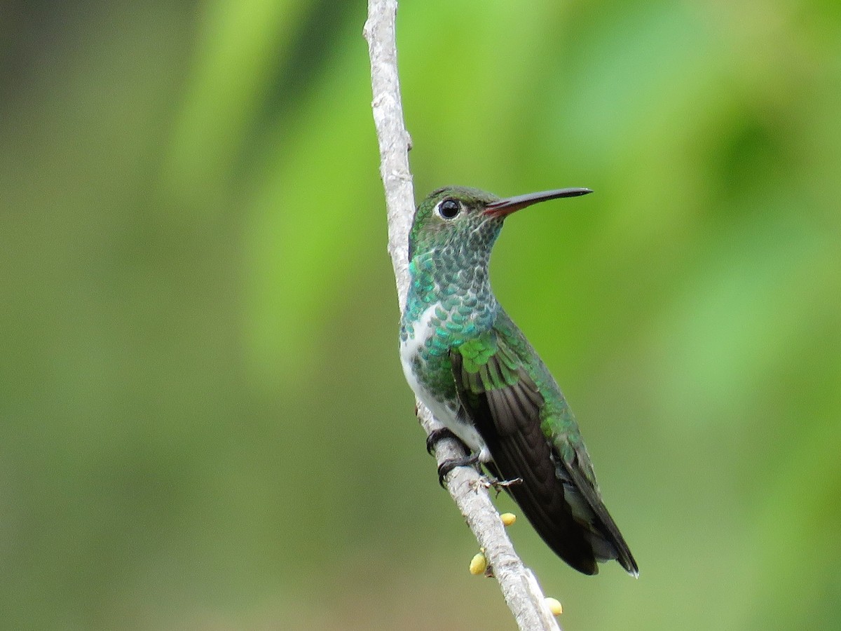 Glittering-throated Emerald - ML80671431