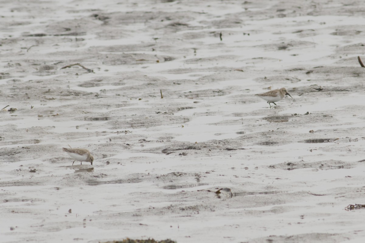 Dunlin - Vasco Flores Cruz