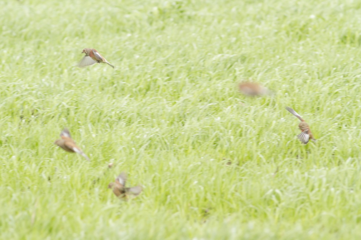 Eurasian Linnet - Vasco Flores Cruz