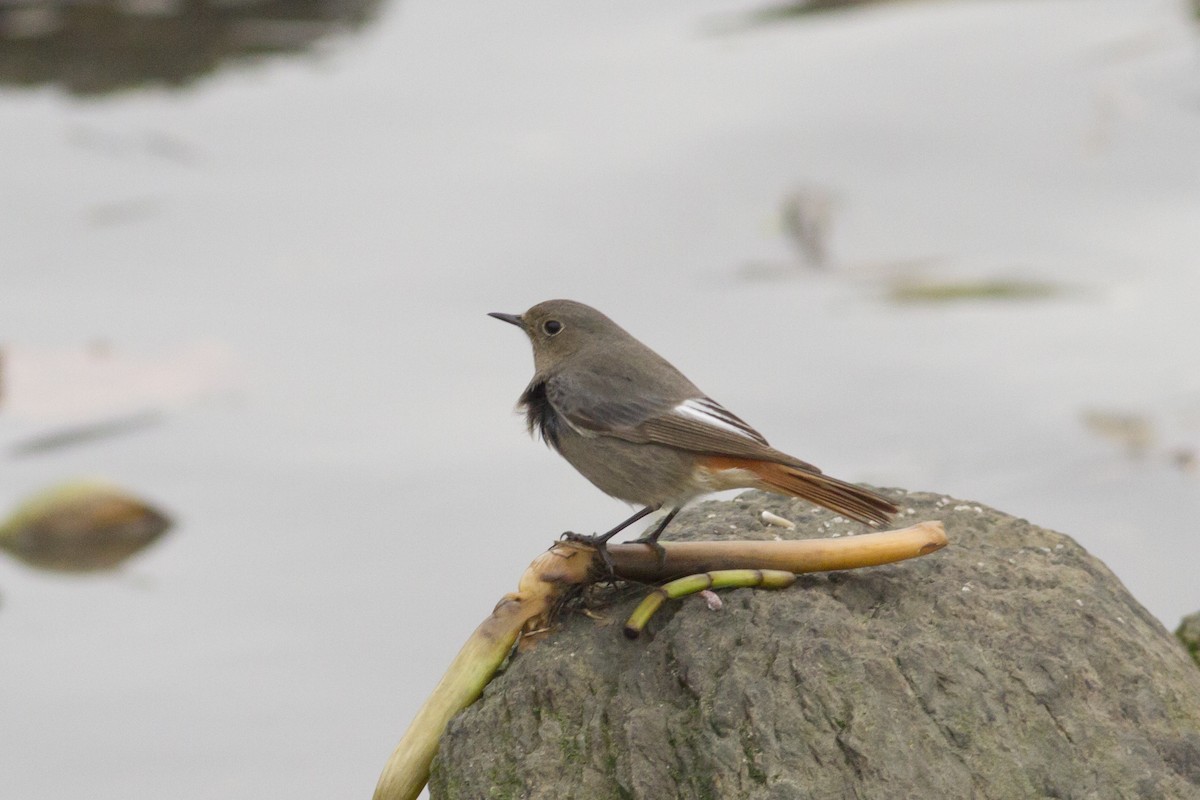 Black Redstart - Vasco Flores Cruz