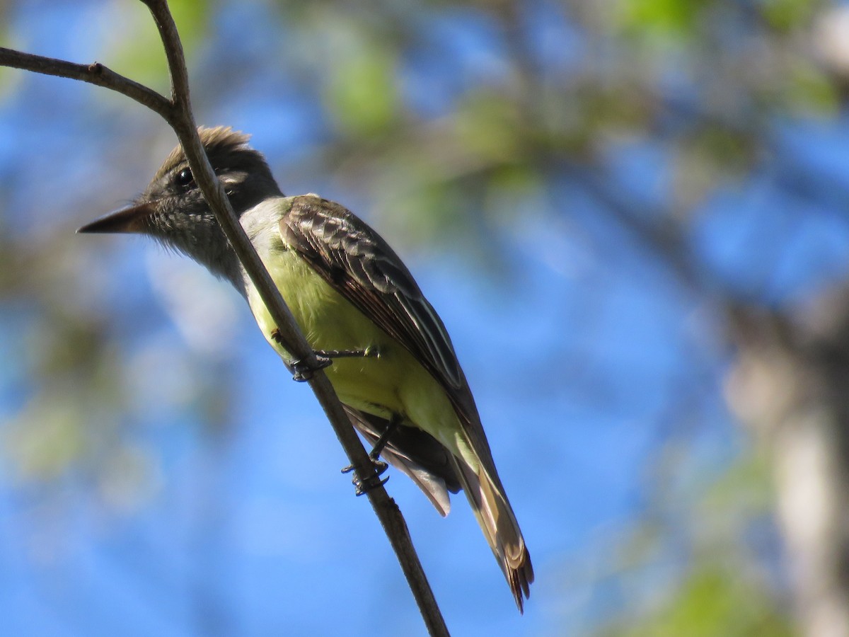 Dusky-capped Flycatcher - ML80672741