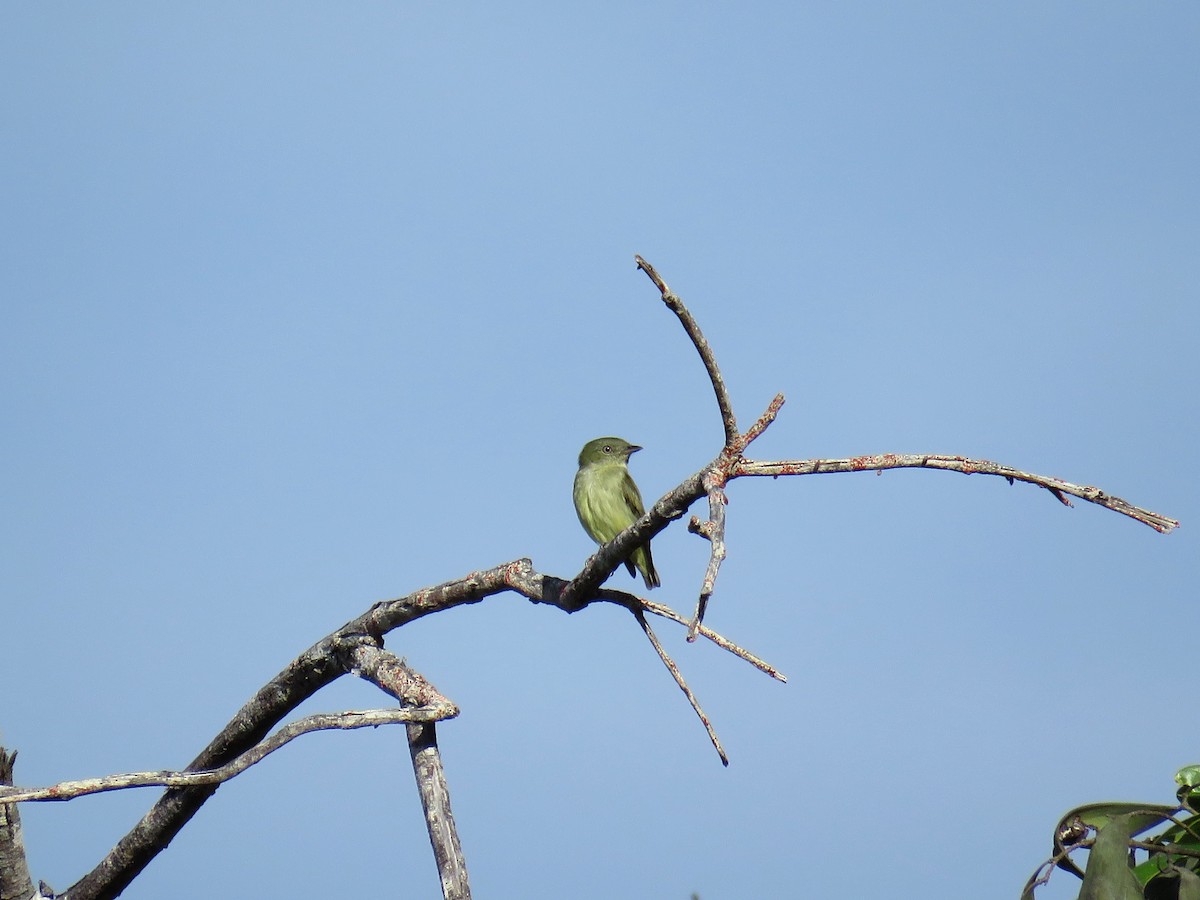 Dwarf Tyrant-Manakin - ML80672751