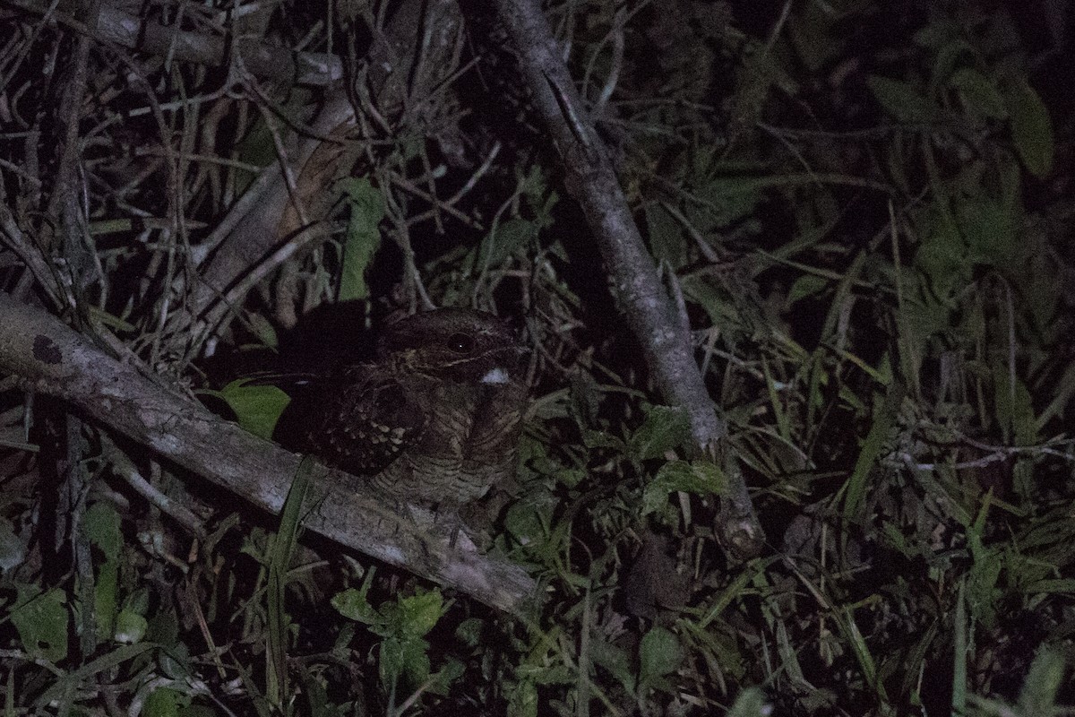 Yucatan Poorwill - Steve Kelling