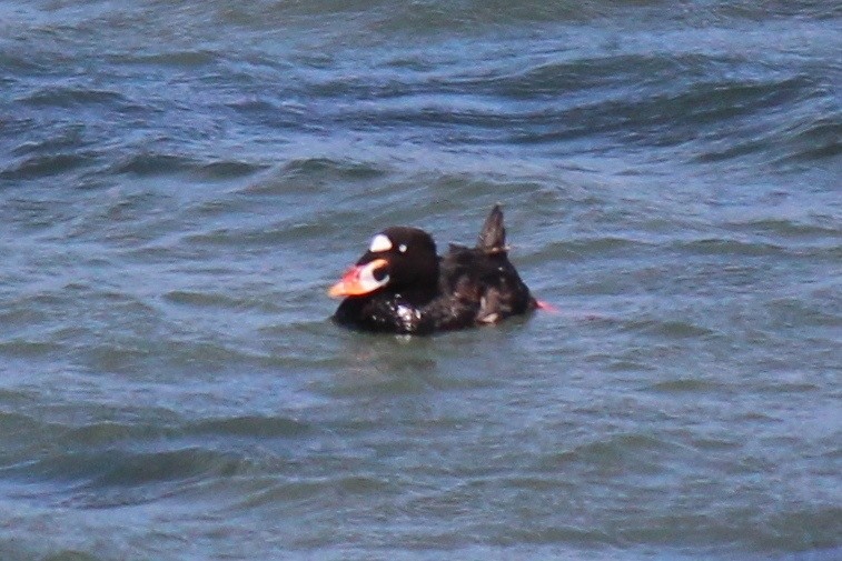 Surf Scoter - Carole Rose