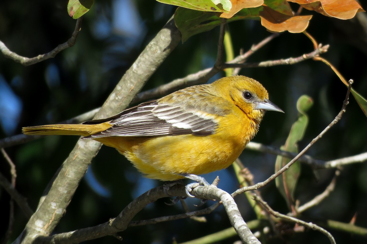 Baltimore Oriole - Sam Cooper