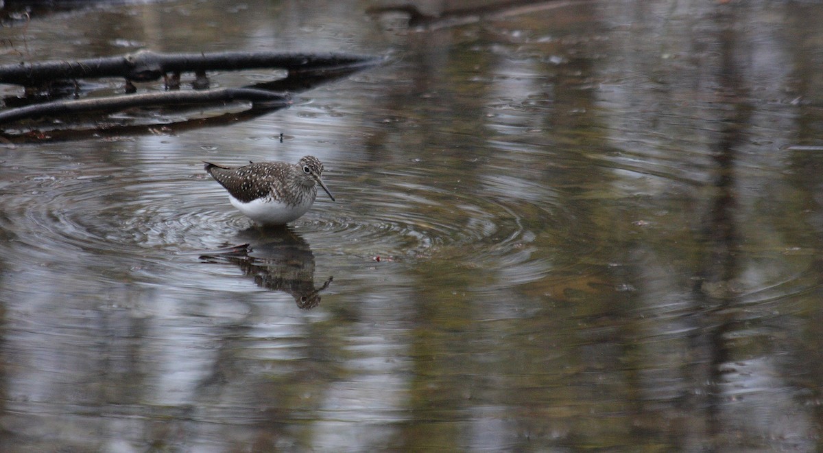 Solitary Sandpiper (solitaria) - ML80676871