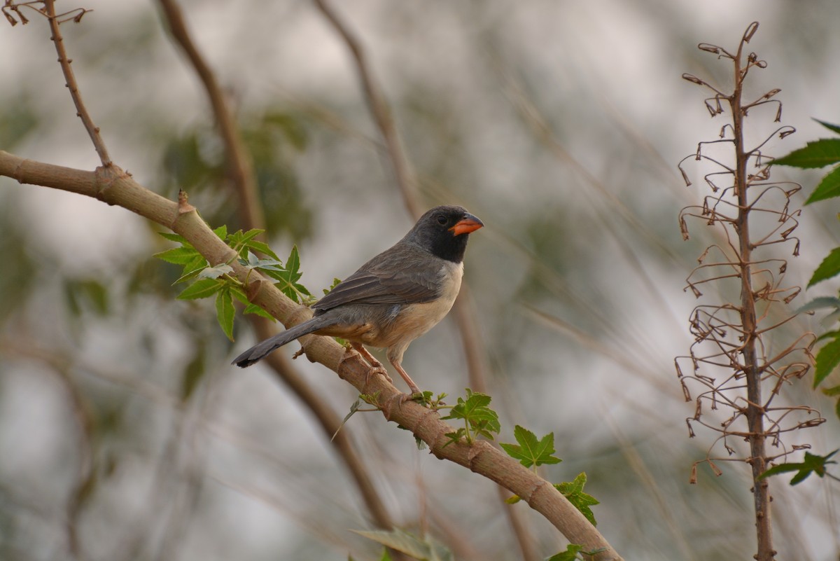 Black-throated Saltator - Henry Cook