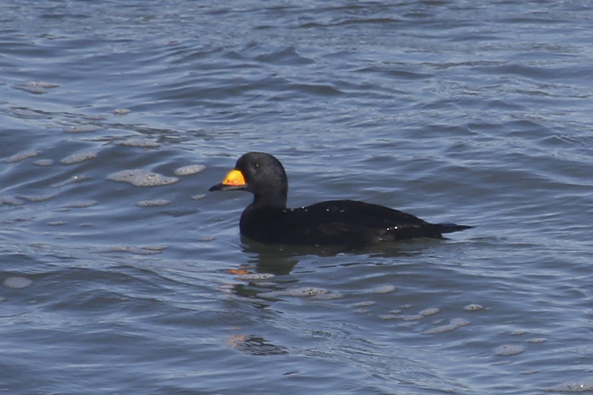 Black Scoter - Donna Pomeroy