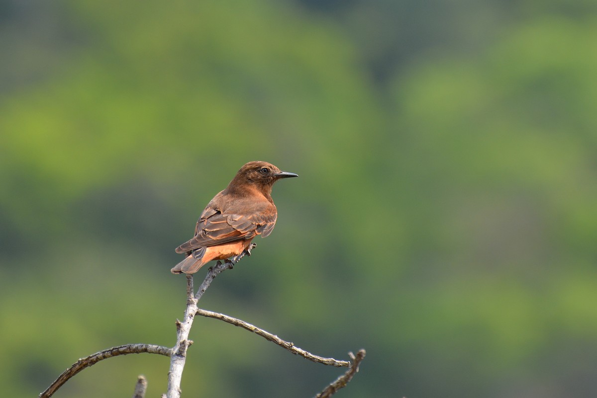 Cliff Flycatcher - Henry Cook