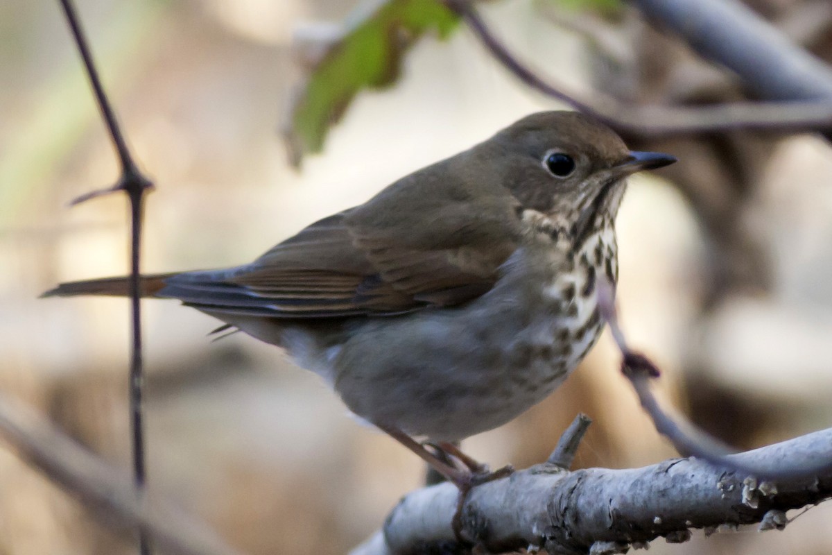 Hermit Thrush - Kir Pridatko