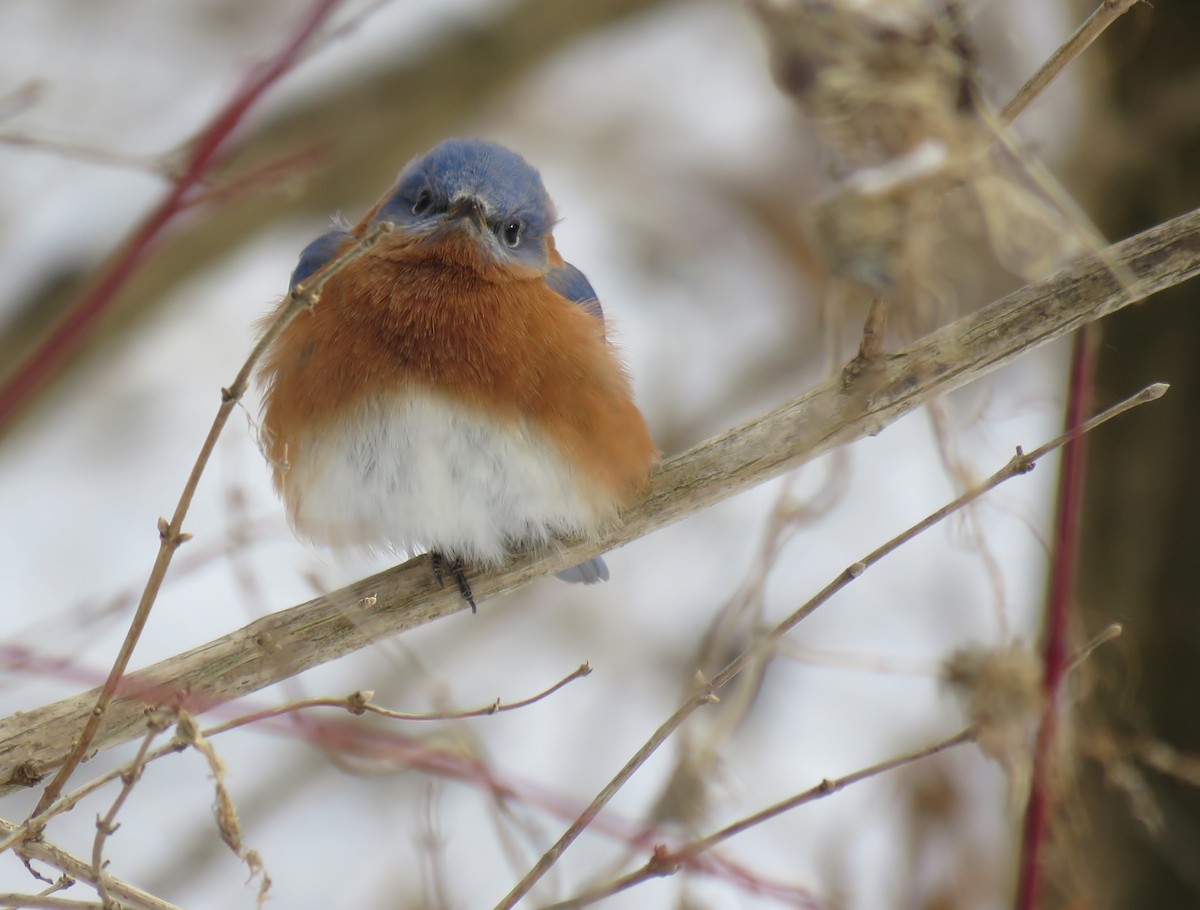 Eastern Bluebird - ML80679401