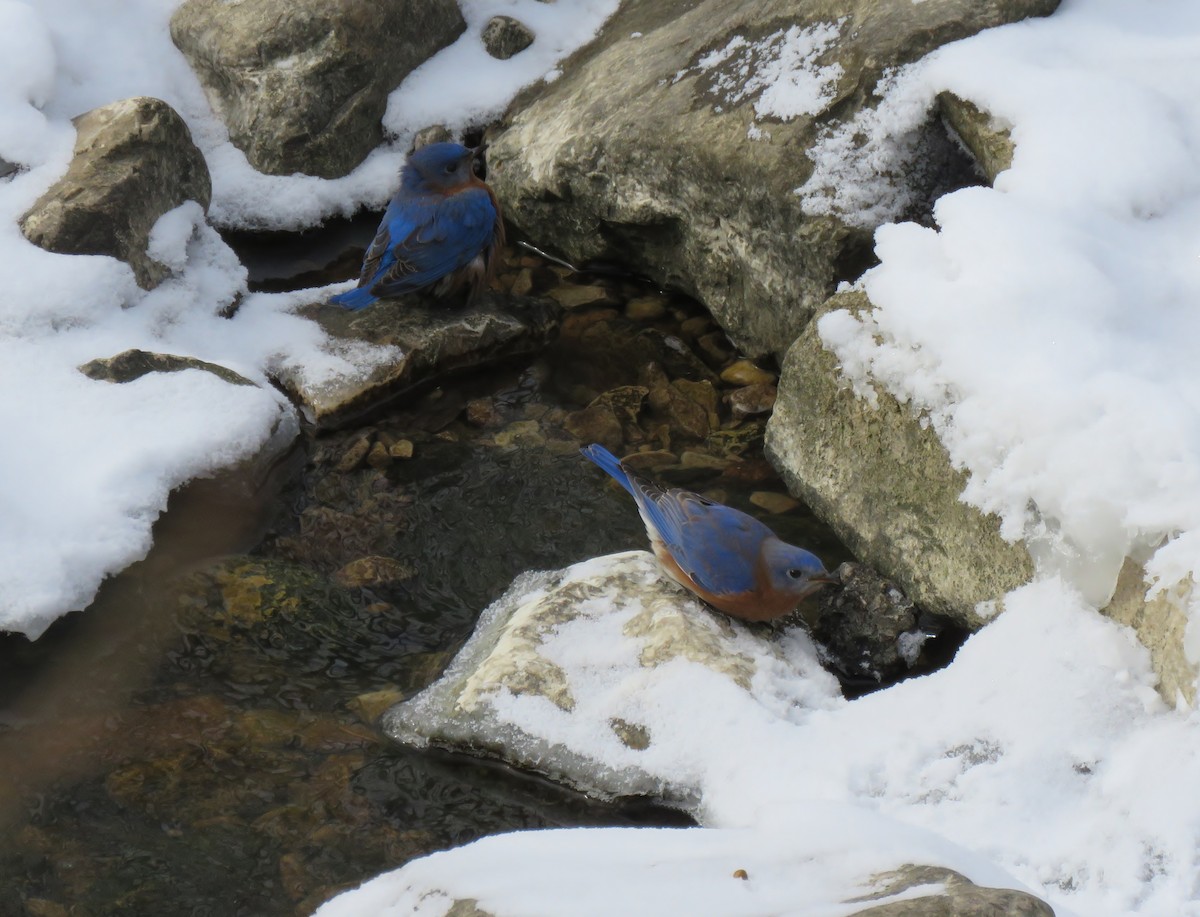 Eastern Bluebird - ML80679411