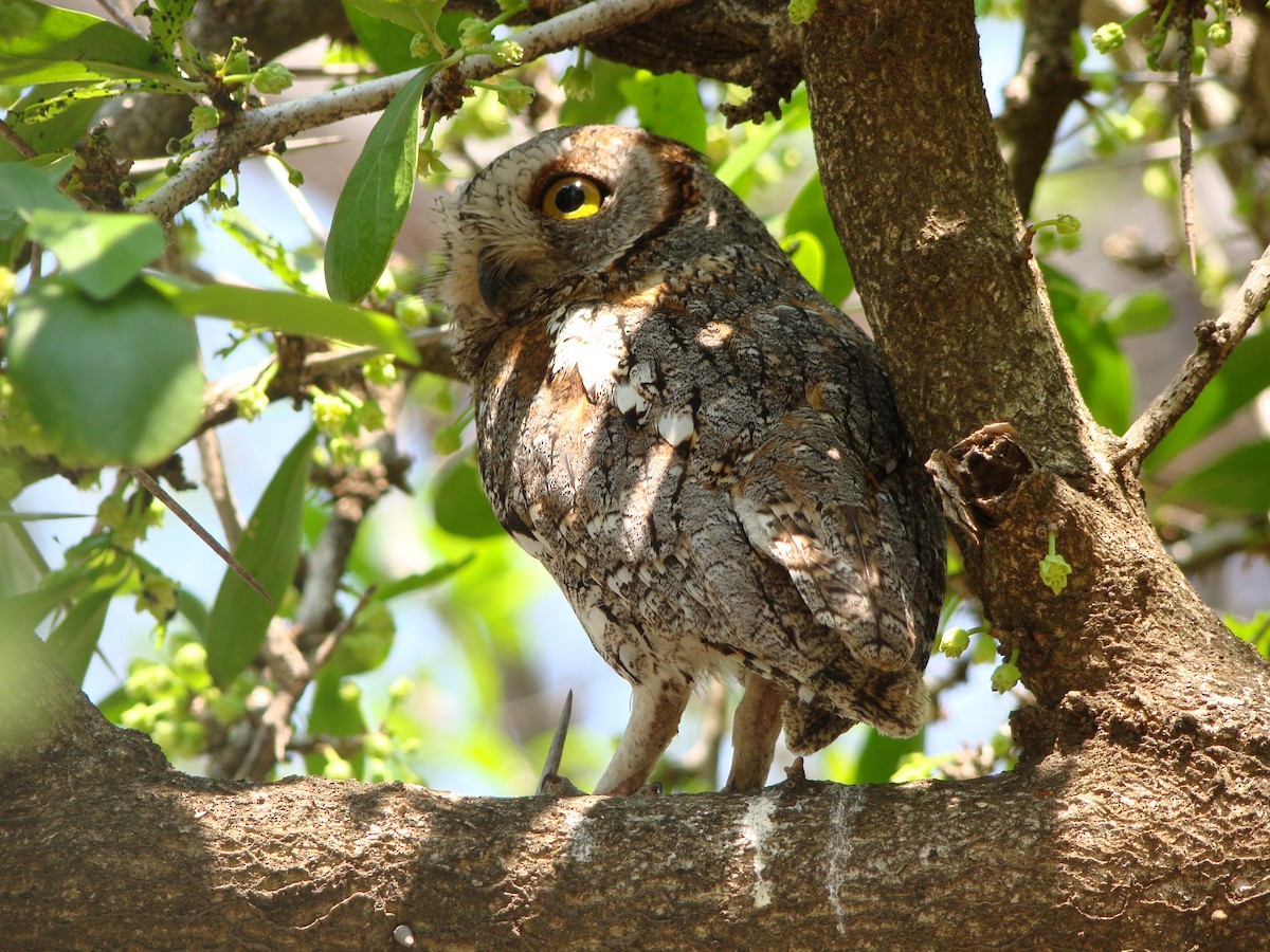 African Scops-Owl - ML80679641