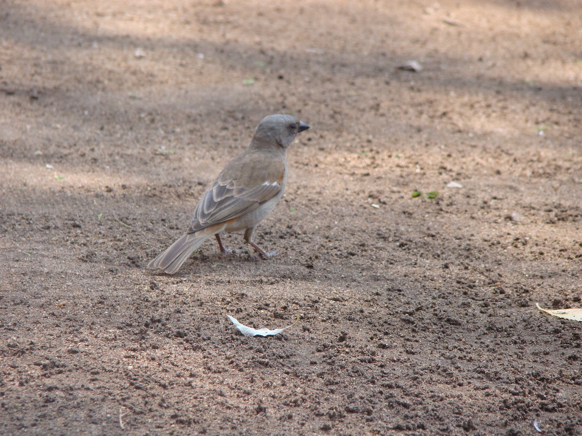 Southern Gray-headed Sparrow - ML80679931