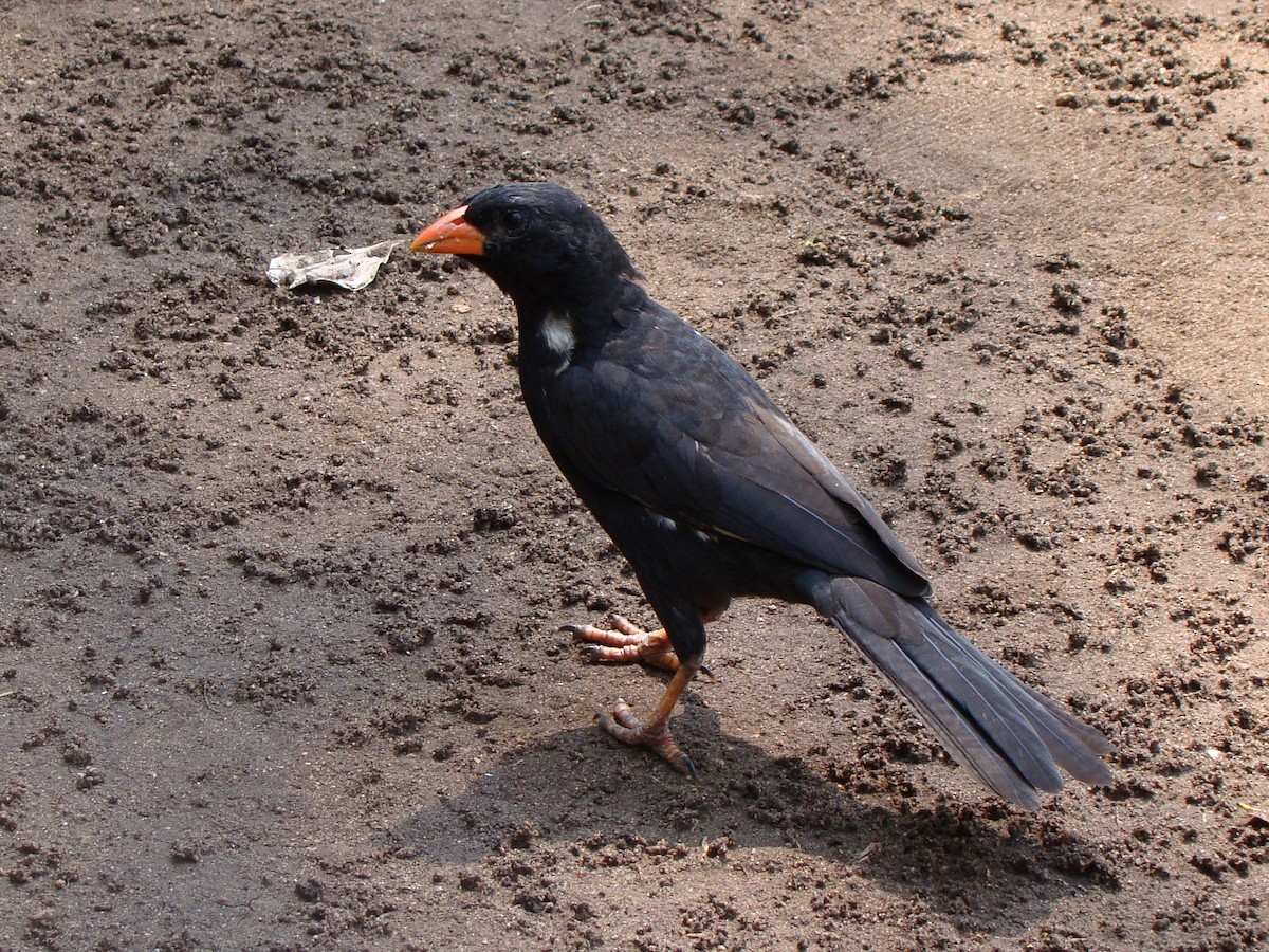 Red-billed Buffalo-Weaver - ML80679971