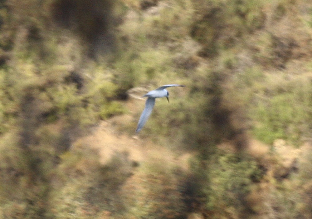 Sandwich Tern - ML80680311