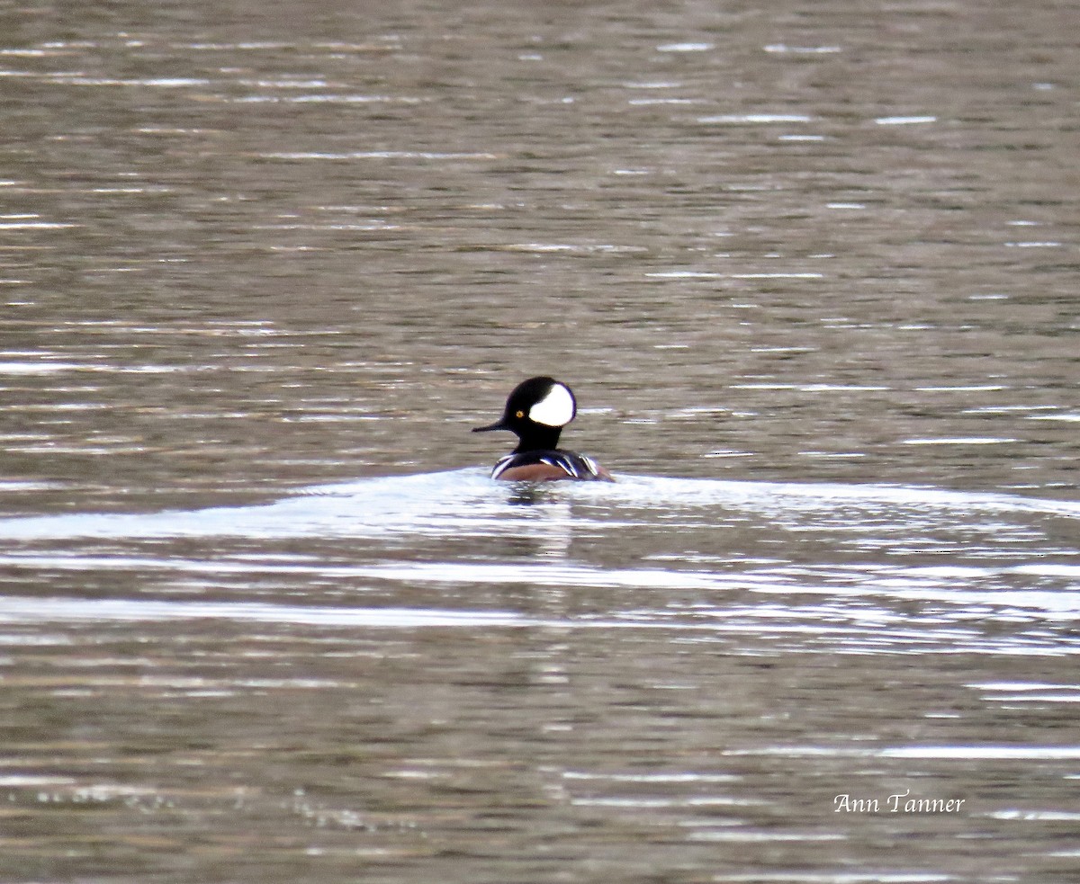 Hooded Merganser - ML80681161