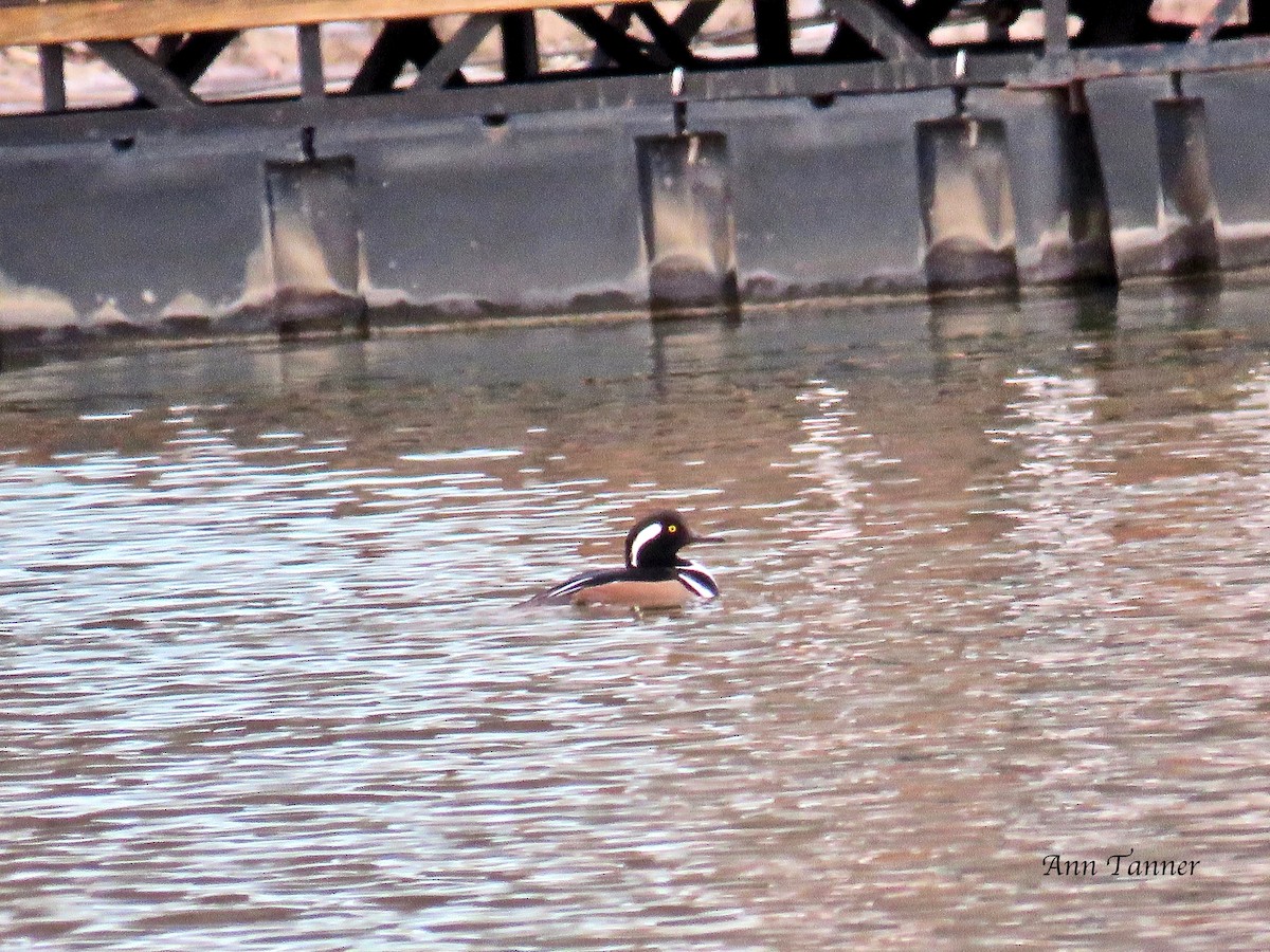 Hooded Merganser - ML80681171