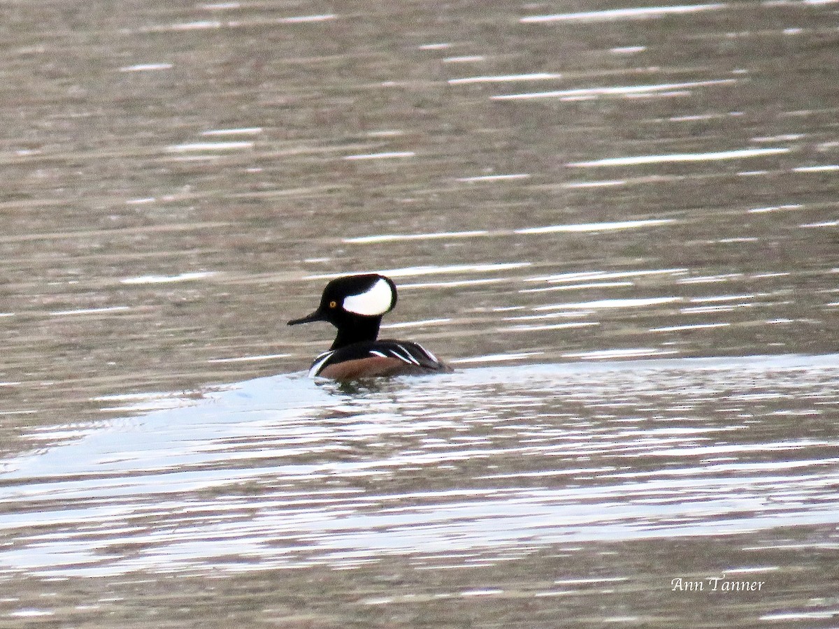 Hooded Merganser - ML80681191