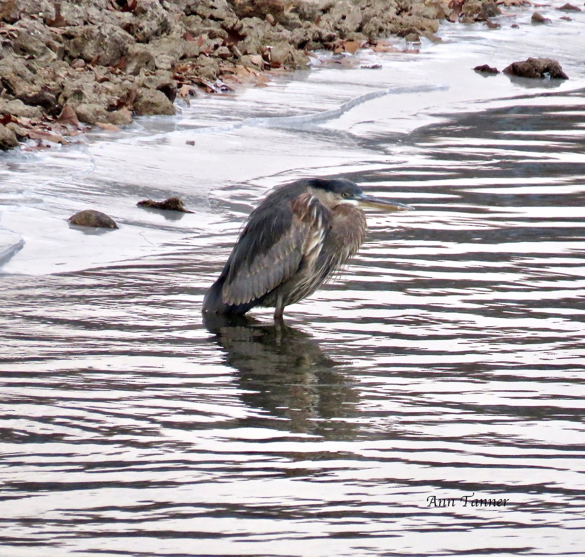 Garza Azulada - ML80681341