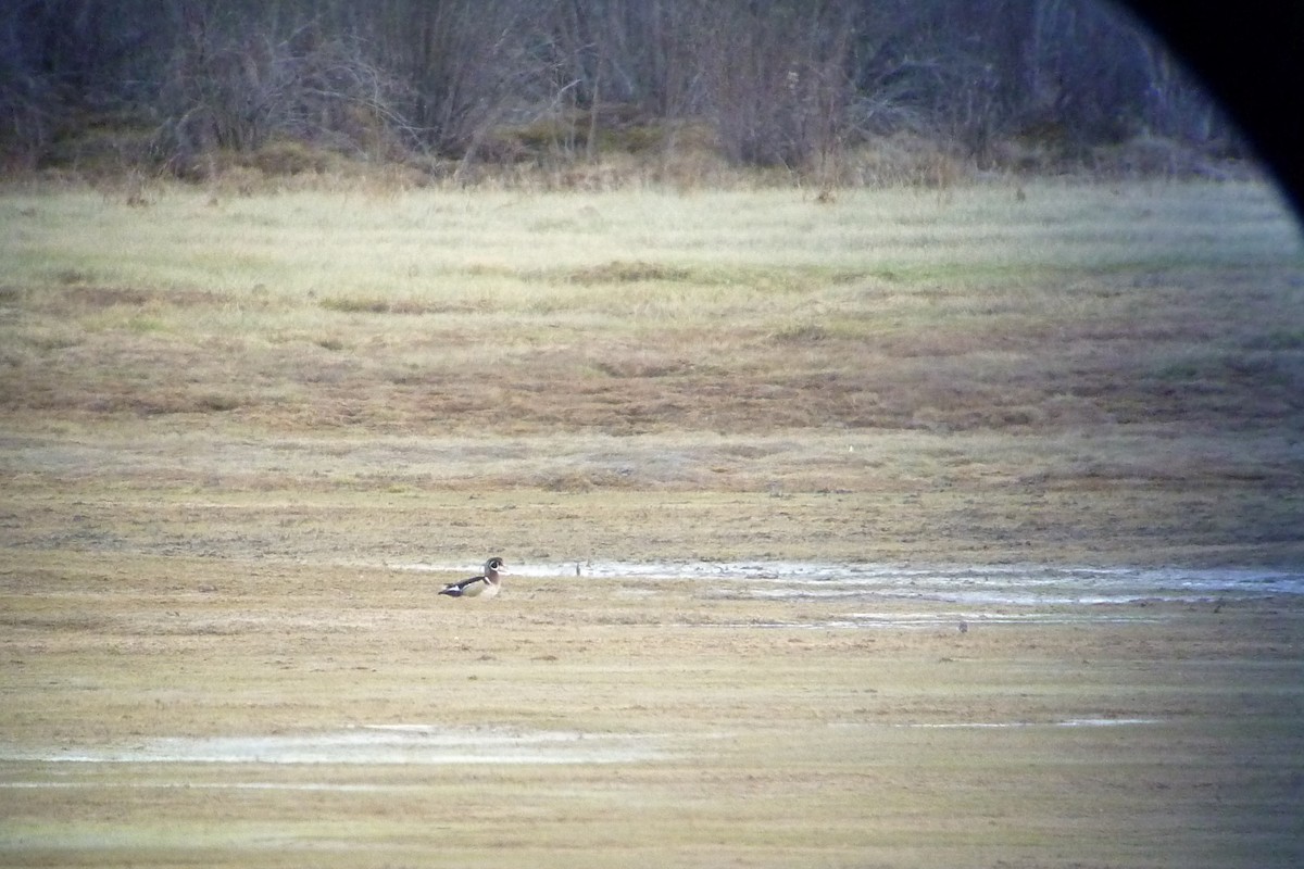 Wood Duck - ML80682701