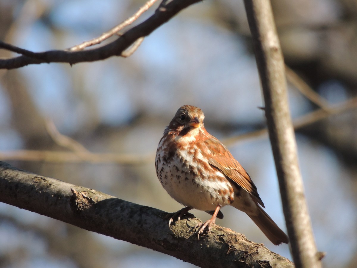 Fox Sparrow - ML80682811