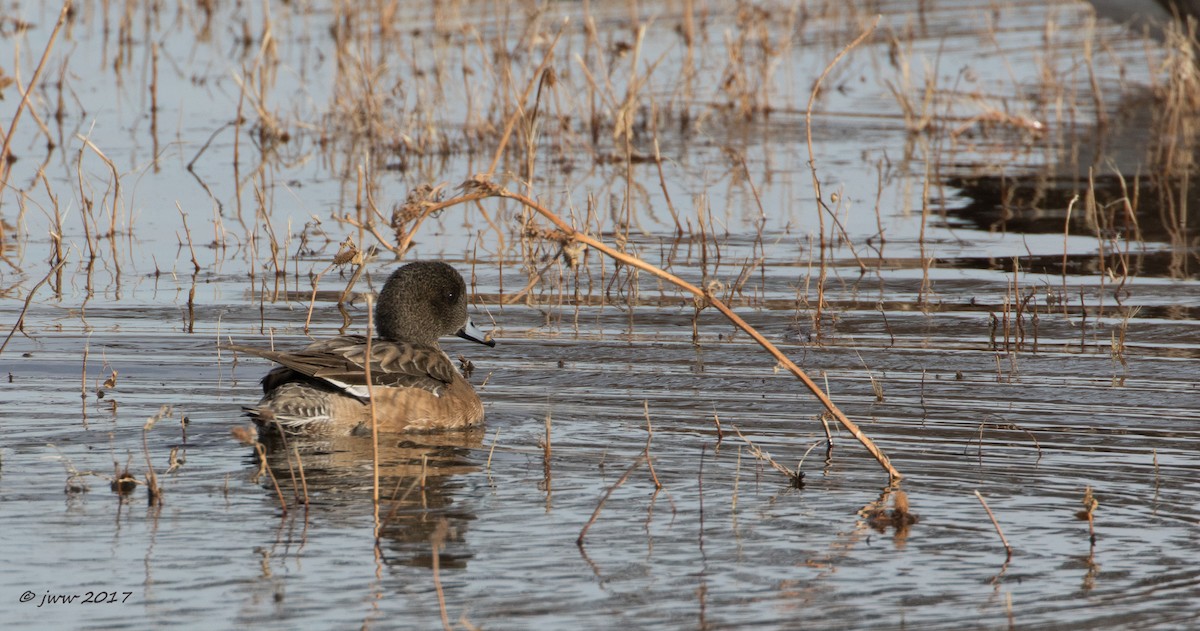 American Wigeon - ML80685521