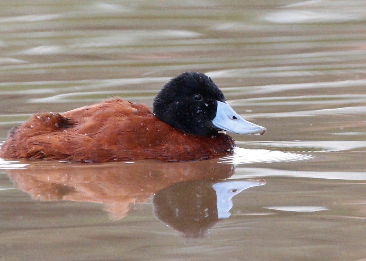 Andean Duck (ferruginea) - ML80685531