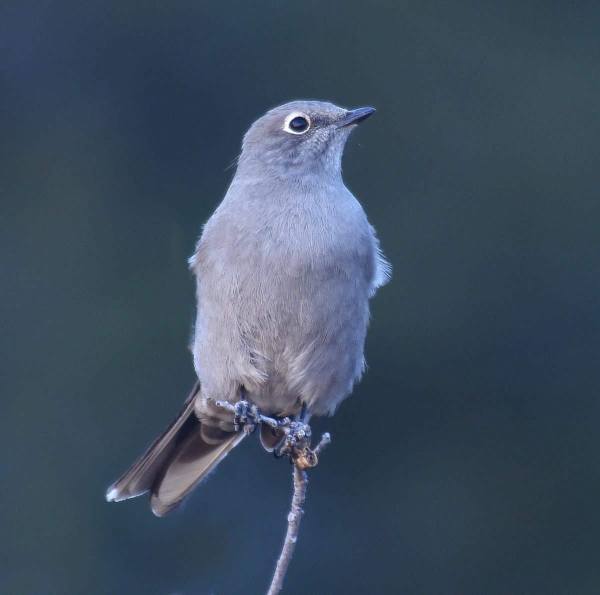 Townsend's Solitaire - ML80688381