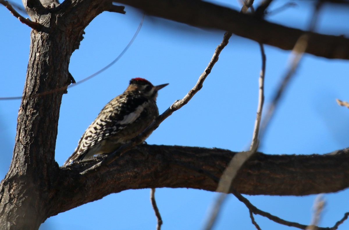 Yellow-bellied Sapsucker - ML80689451