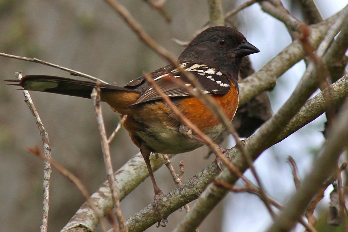 Spotted Towhee (oregonus Group) - ML80689671