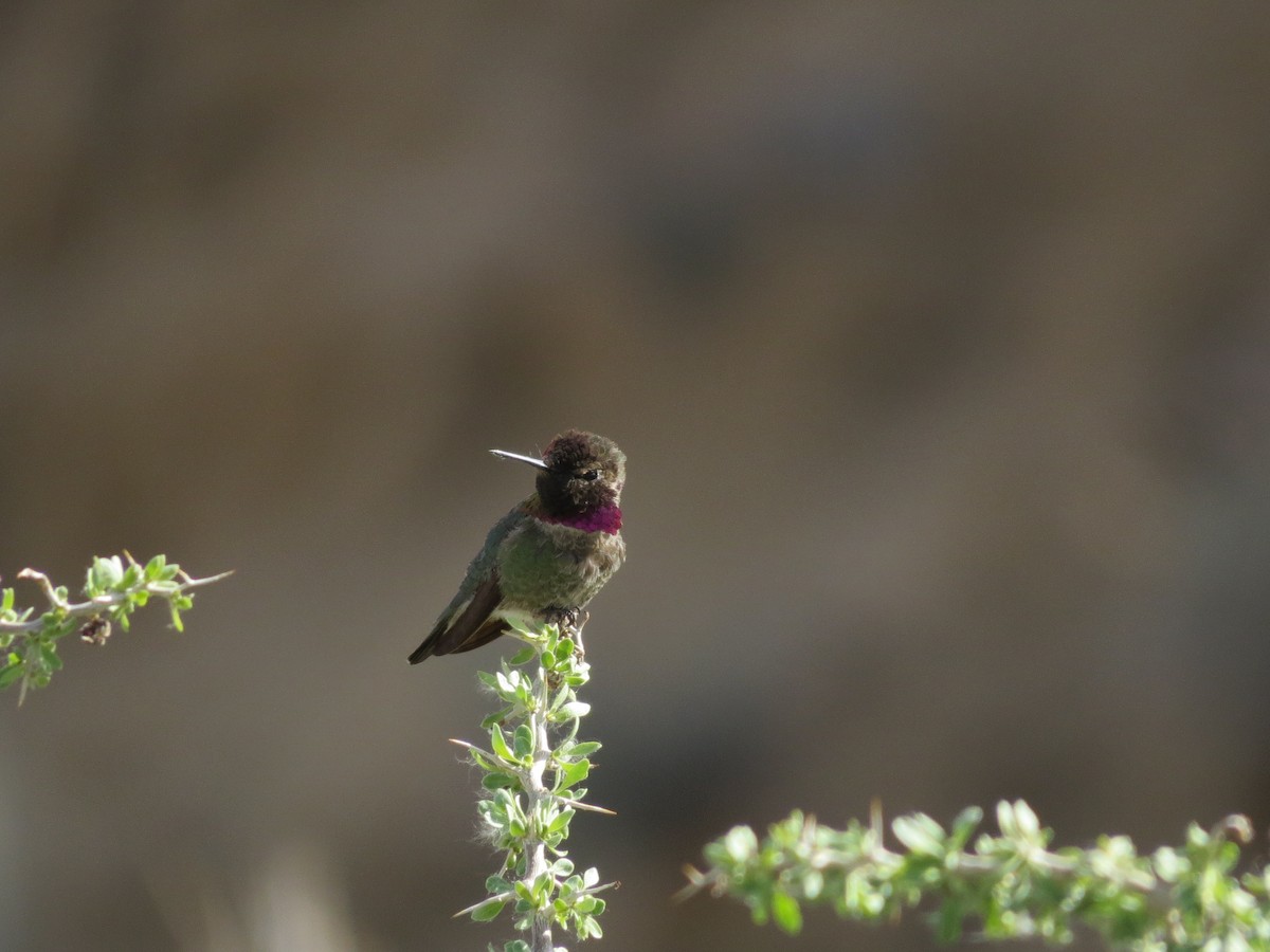 Anna's Hummingbird - ML80689701