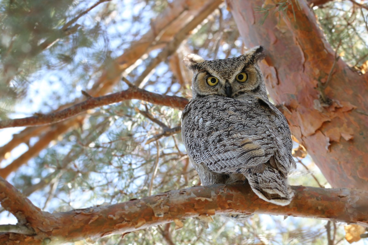 Great Horned Owl - ML80689921