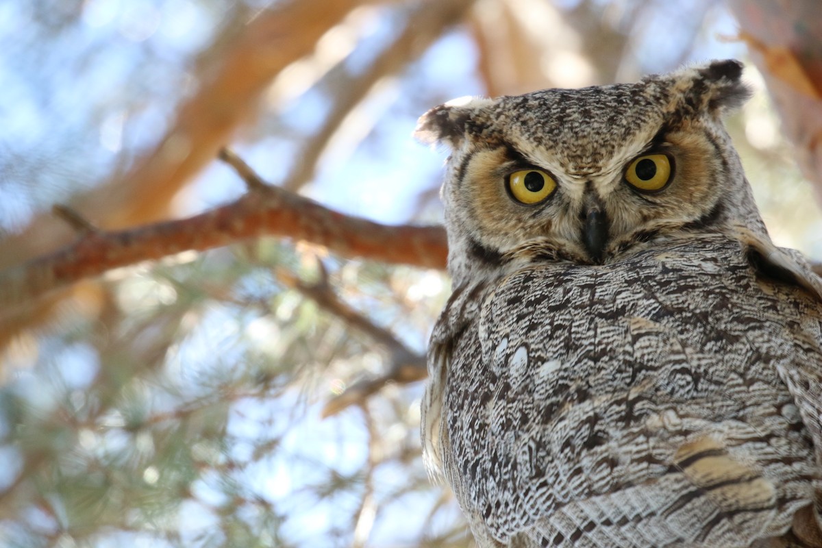 Great Horned Owl - ML80689981