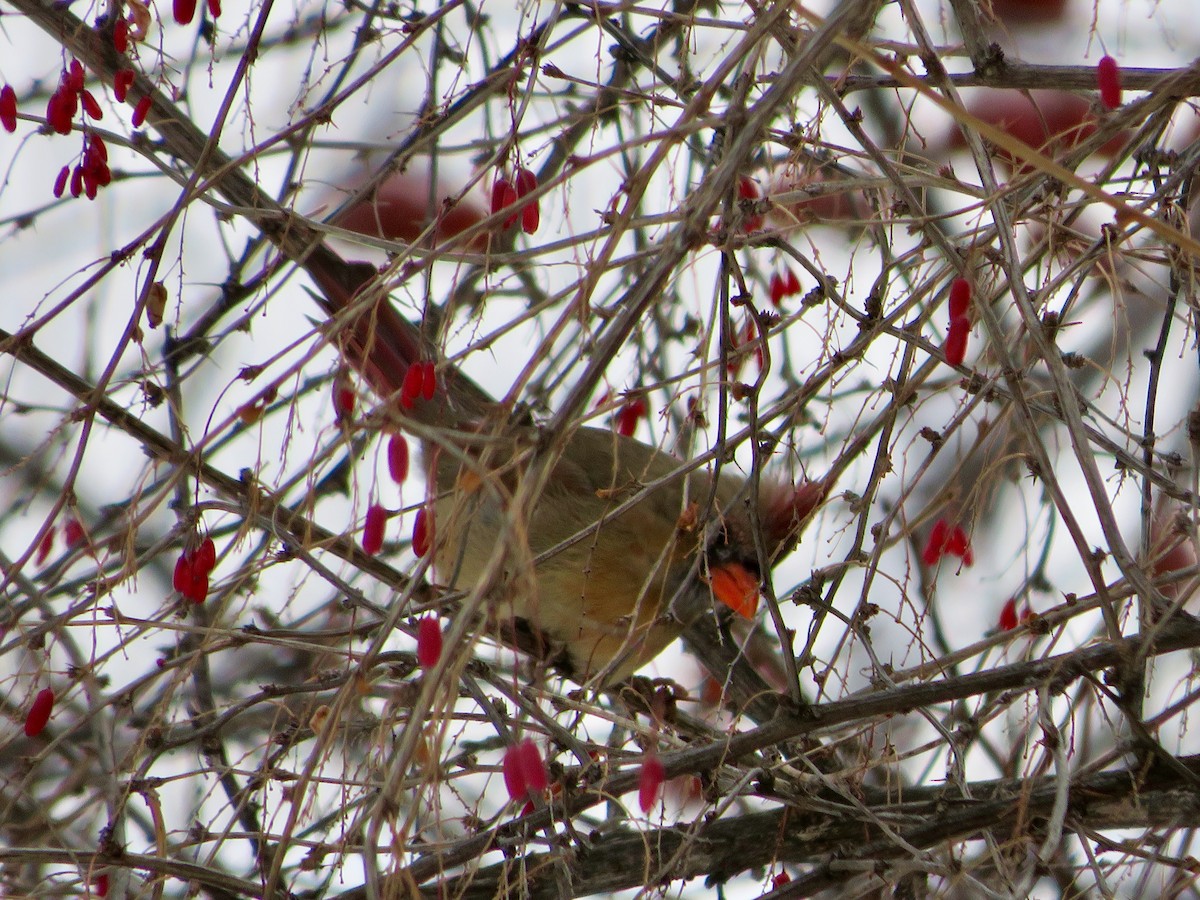 Northern Cardinal - ML80690831