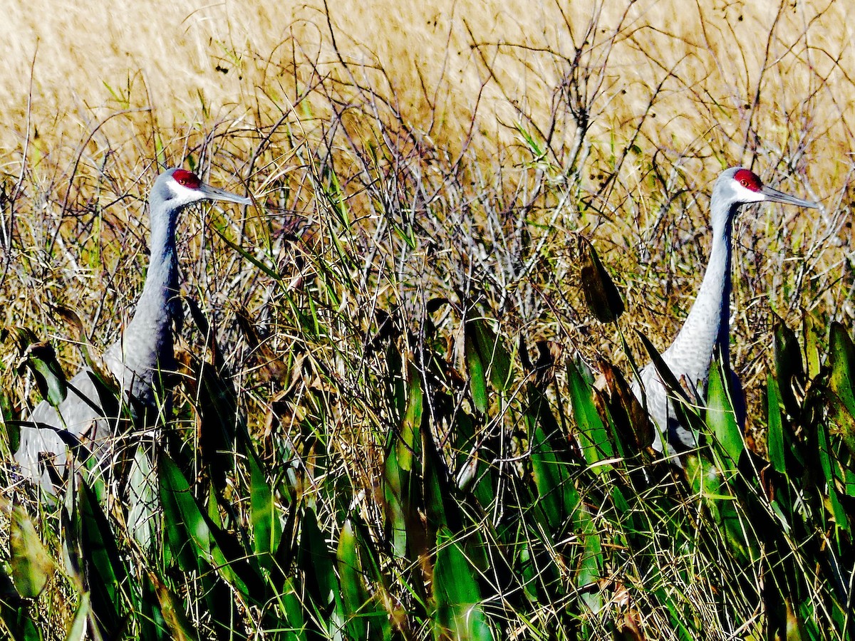 Sandhill Crane - ML80691311