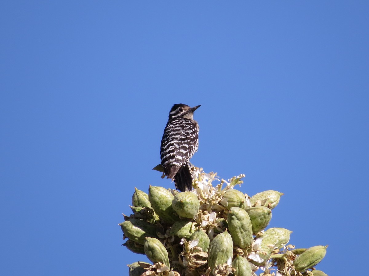 Ladder-backed Woodpecker - ML80694211