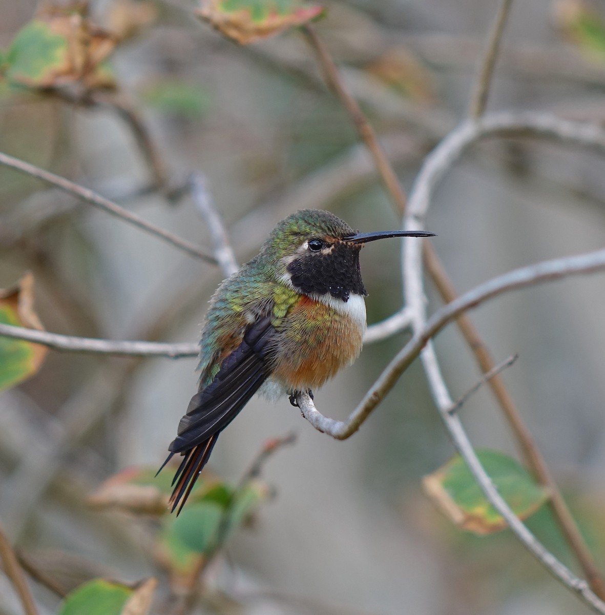 Colibrí de las Bahamas - ML80694421