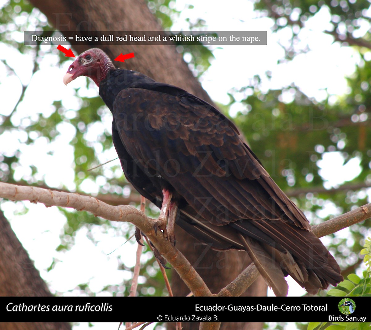 Urubu à tête rouge (ruficollis) - ML80694511