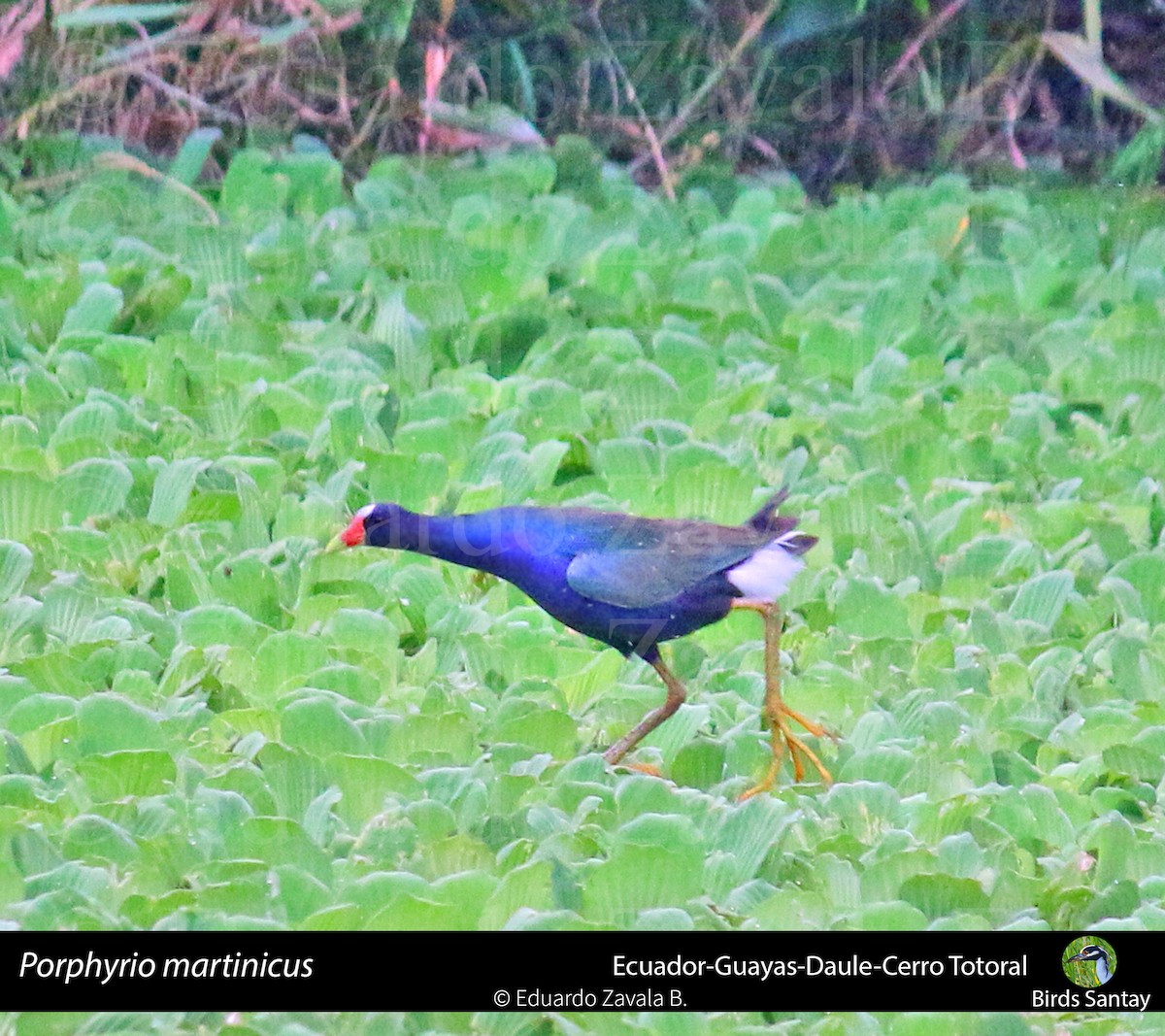 Purple Gallinule - ML80694751