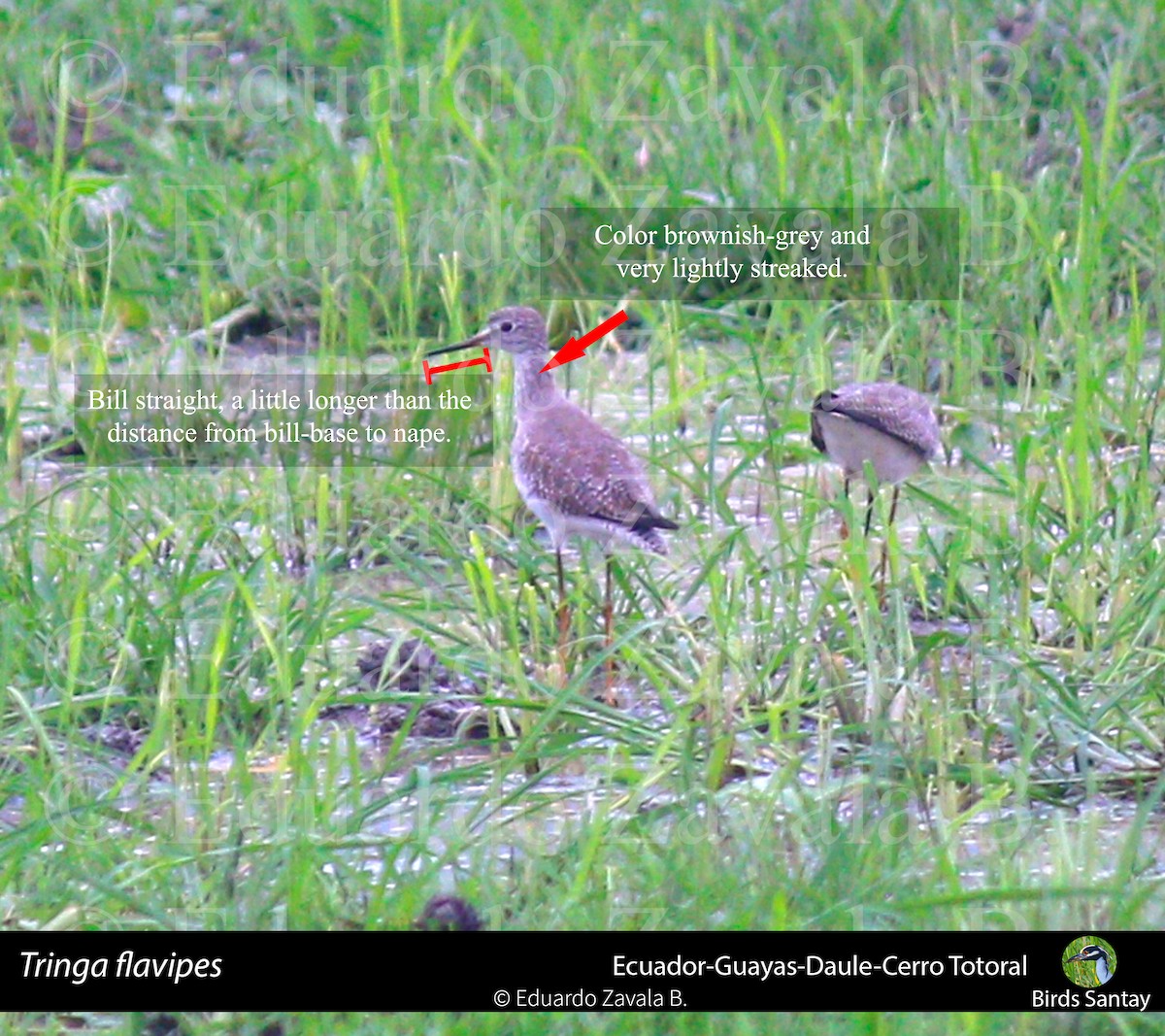 Lesser Yellowlegs - ML80694861