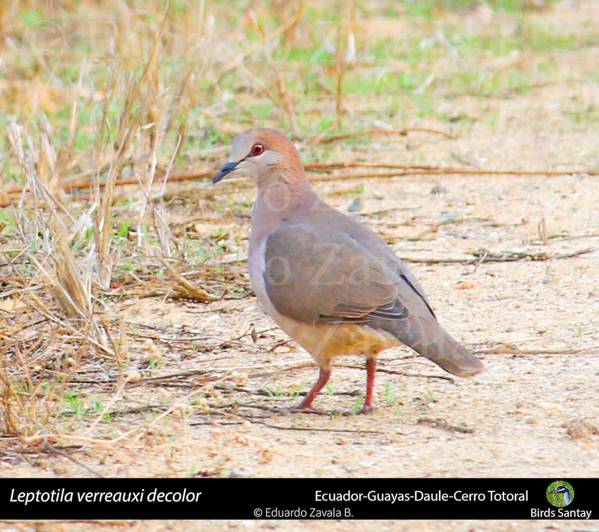 holub bledočelý (ssp. decolor) - ML80694931