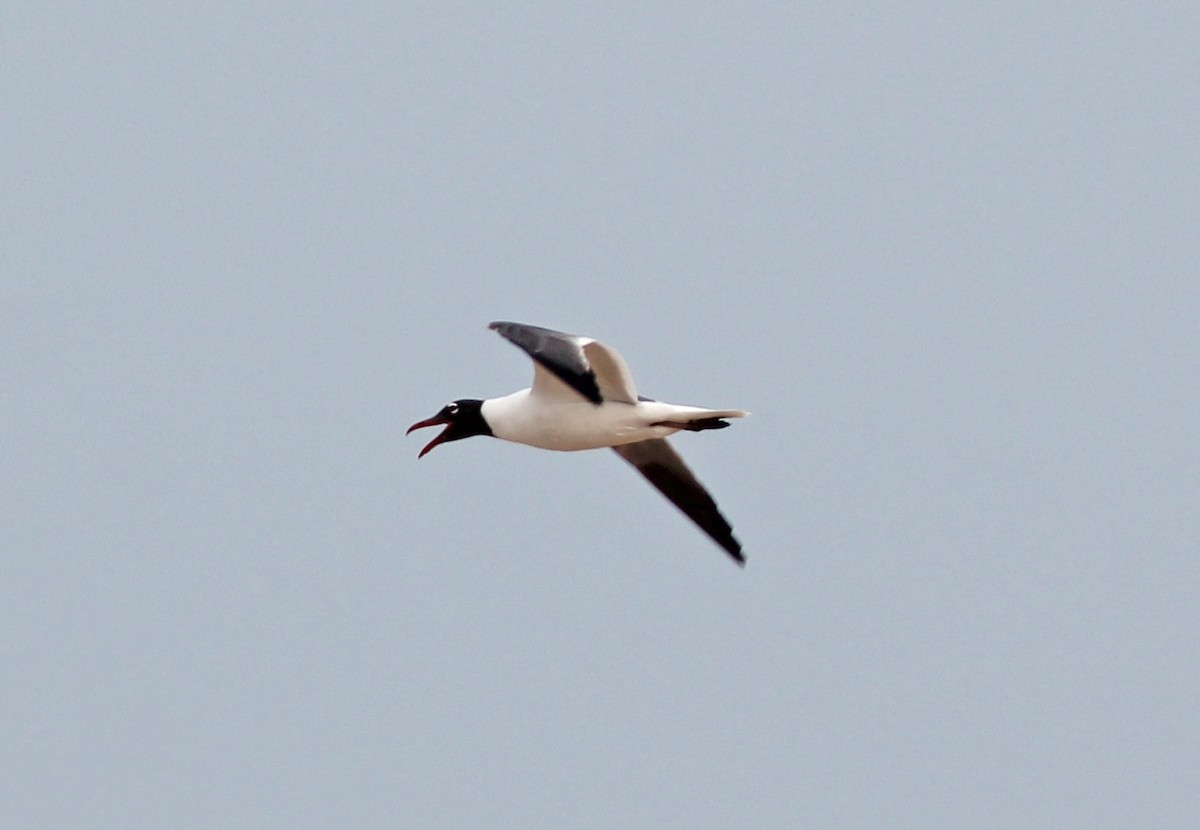 Laughing Gull - ML80695661