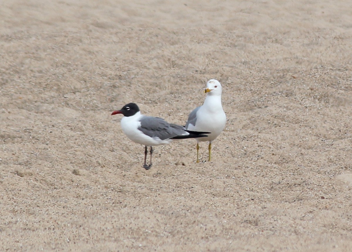 Laughing Gull - ML80695681