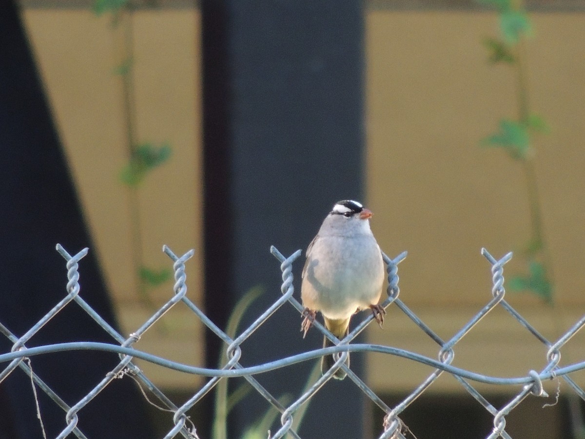 White-crowned Sparrow - ML80695821
