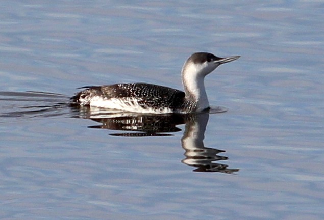 Red-throated Loon - sam hough