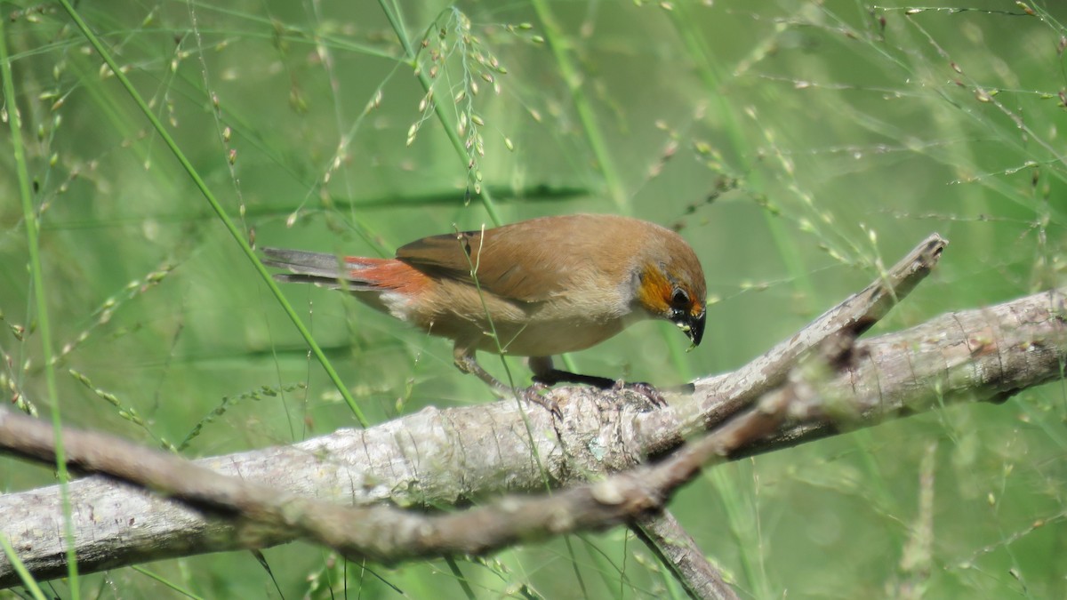 Orange-cheeked Waxbill - Michael Willison