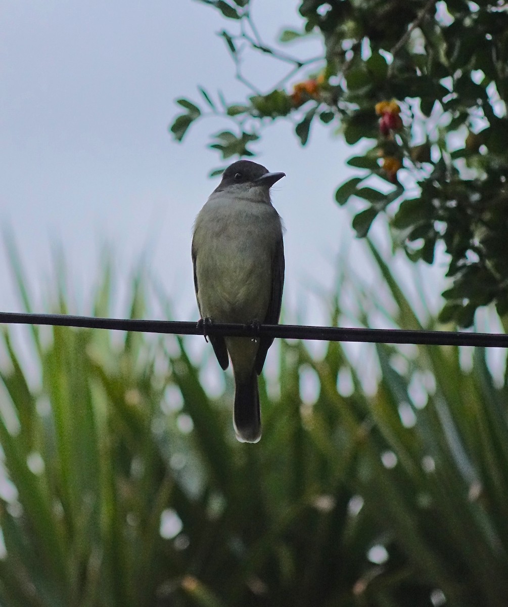 Loggerhead Kingbird - ML80697361