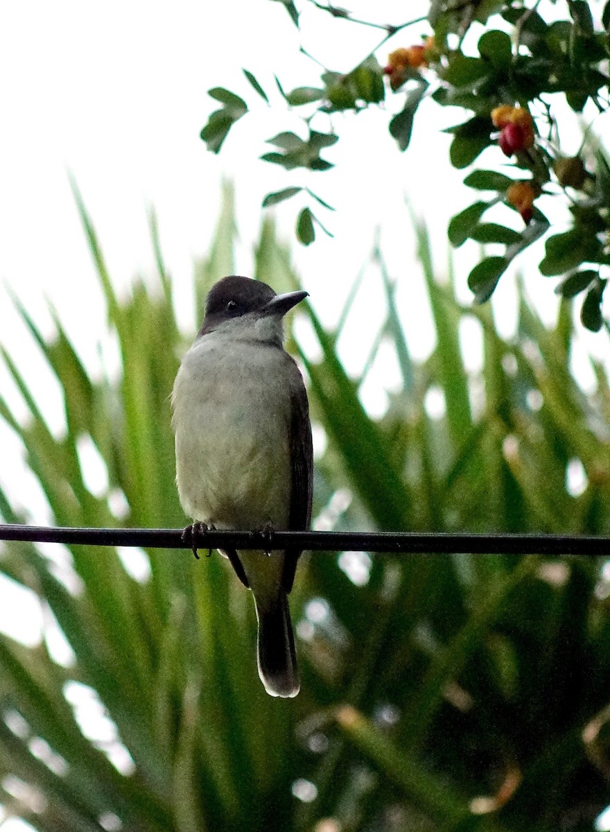 Loggerhead Kingbird - ML80697391